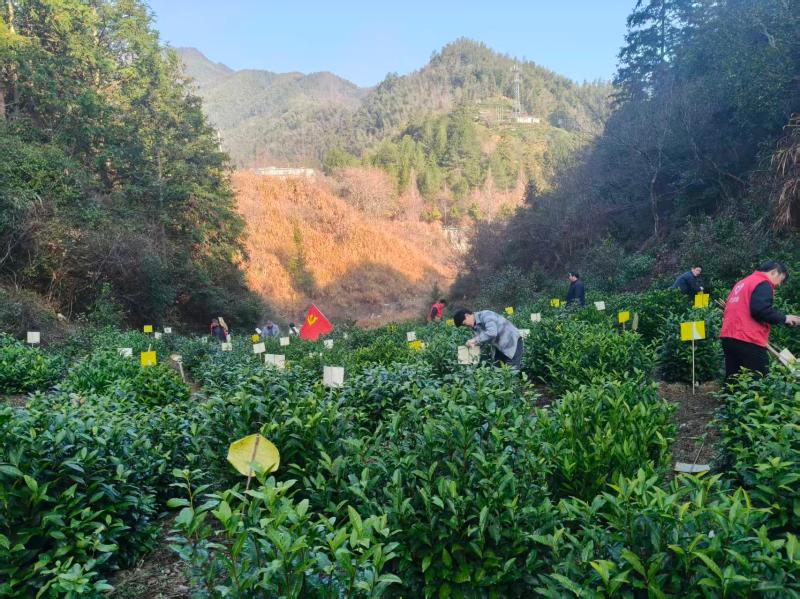 汤口镇：党建引领绿色兴 纪检护航茶飘香