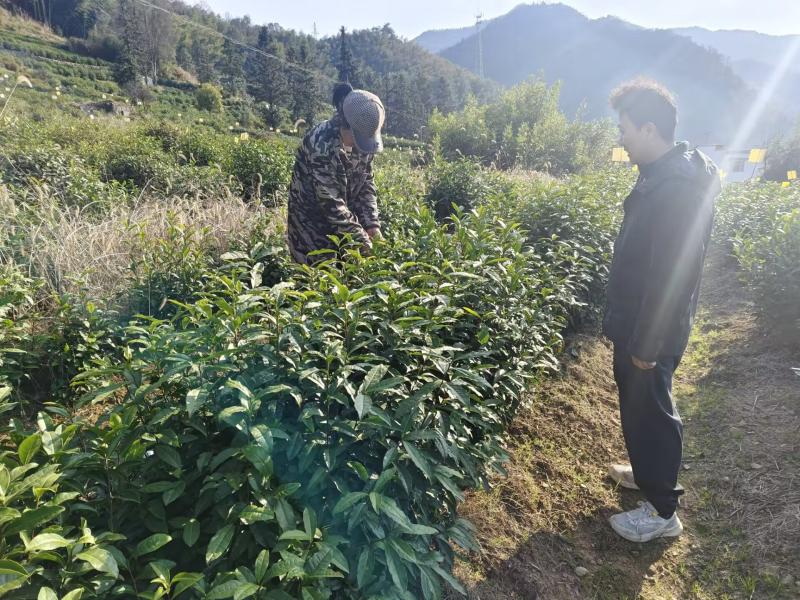 甘棠镇：监督融入茶香里 护航春茶到心间
